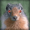 Otter88
