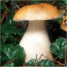 Boletus