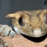 GeckoGirl