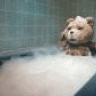 GrizzlyBaer