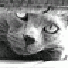 wumpus