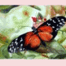 Papillon61
