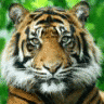 heytiger