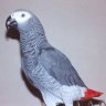 Batbird