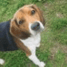 NCBeagleMom