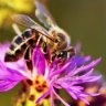 Knapweed