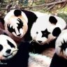 ilovetigers100