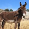 greek mule