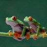froglicker