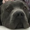 k9krazy1