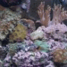 aquariumplantsplus