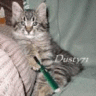 Dusty71