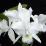 Guarianthe