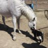 Horseyluvr