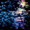 auroras