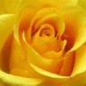 yellow rose