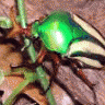 killerbee