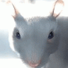 RATICUS