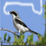 songbird