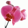 Wicked Orchid