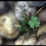 clover01