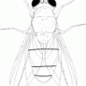 Fly