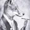 k-fox