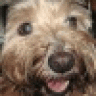 tavish
