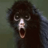 TheatreMonkey