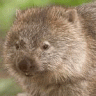 Wombbatts
