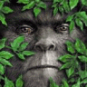 Big_Foot