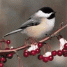 Chickadee