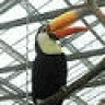 lovebird