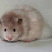 Melita Hams