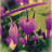 violetdream