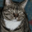 maisey