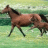 Horselady154
