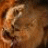 Grimmus