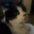 gitmcat