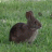 marshbunny