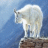 MountainGoat