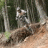Freeride