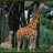 SirRealism