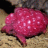 Raspberry