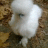Showbird