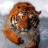 Tiggerbewa