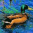 Psychedeliduck