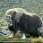 The Muskox