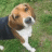 NCBeagleMom
