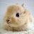 Fluffy Bunny Rabbit